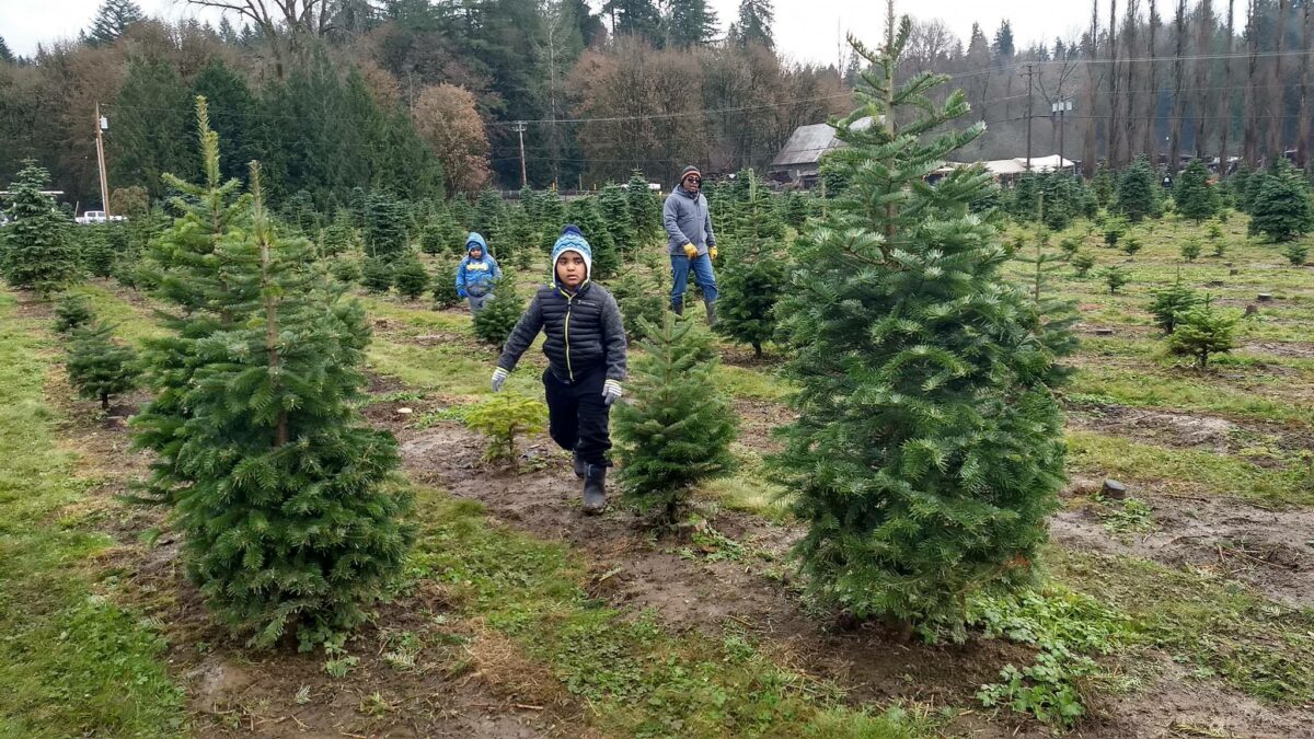 Rows and rows of Christmas tree, ready to be cut