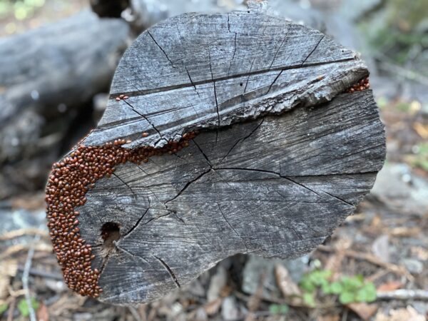 Swarms of ladybugs gather together on a tree stump.