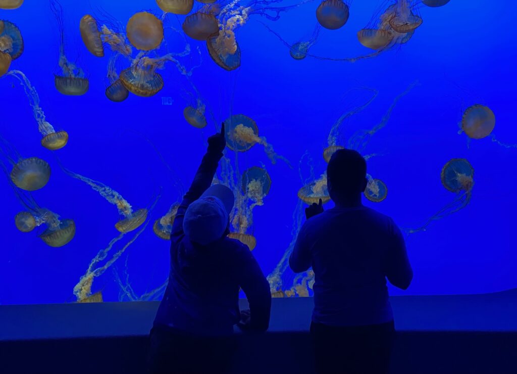 Visiting the Monterey Aquarium and discovering jellyfish