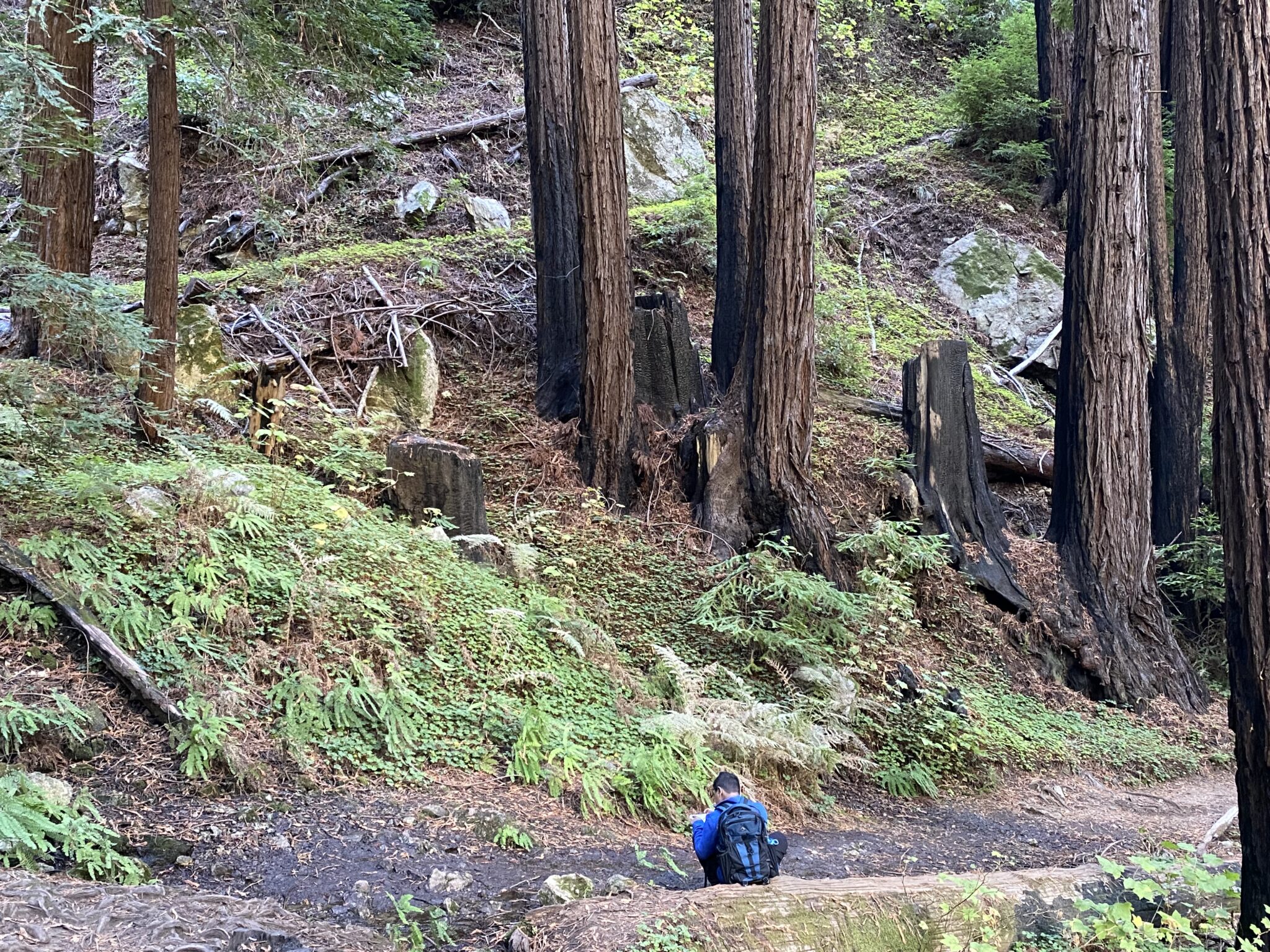 Taking a moment to sketch this hiking memory in the redwood forest