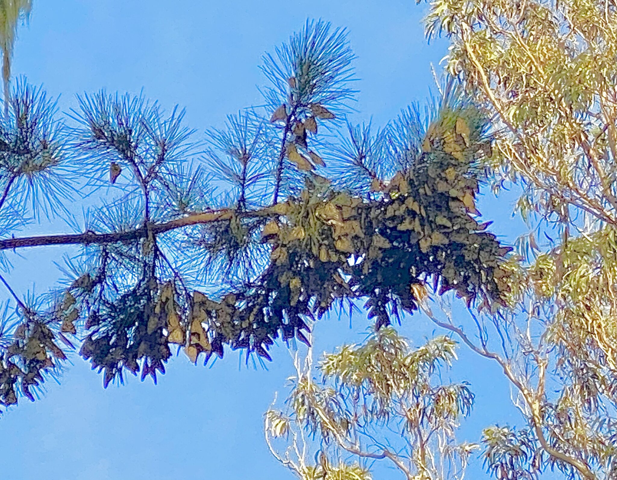Monarch butterflies gather together on the branches of a tree