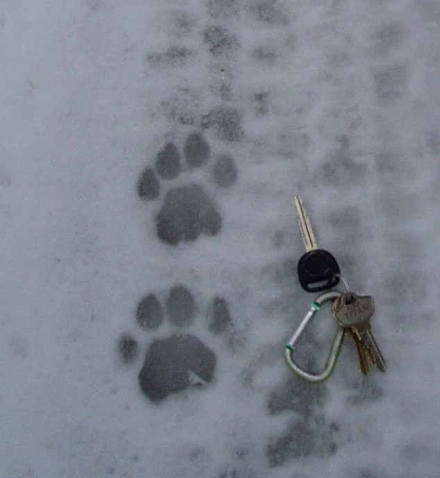 winter animal tracking