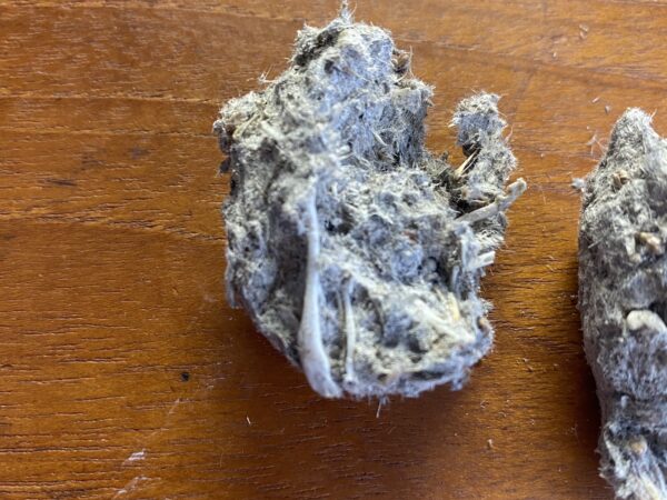 winter animal tracking