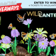 Giveaway: WildLanterns at Woodland Park Zoo 2024