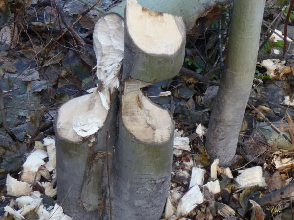 Winter animal tracking