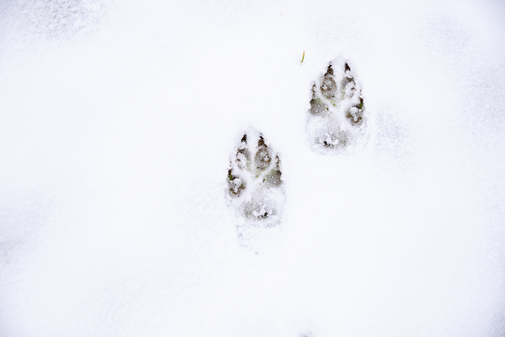 winter animal tracking
