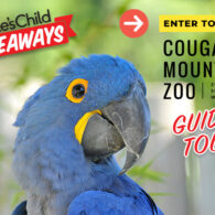 Enter to win a guided tour of Cougar Mountain Zoo