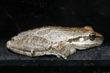 Pacific Chorus frog Equinox