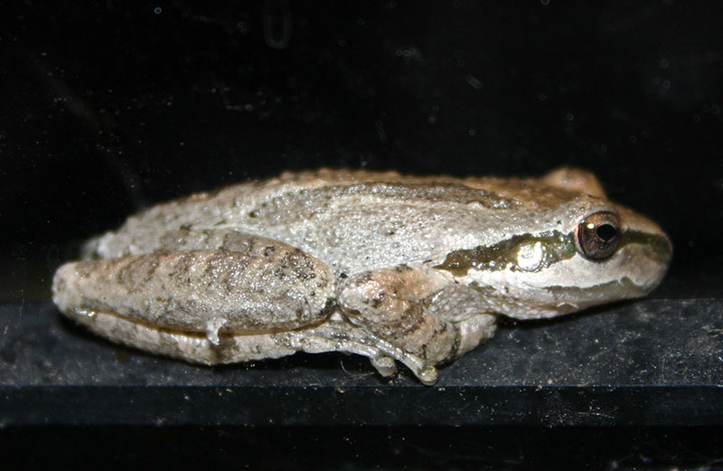 Pacific Chorus frog Equinox