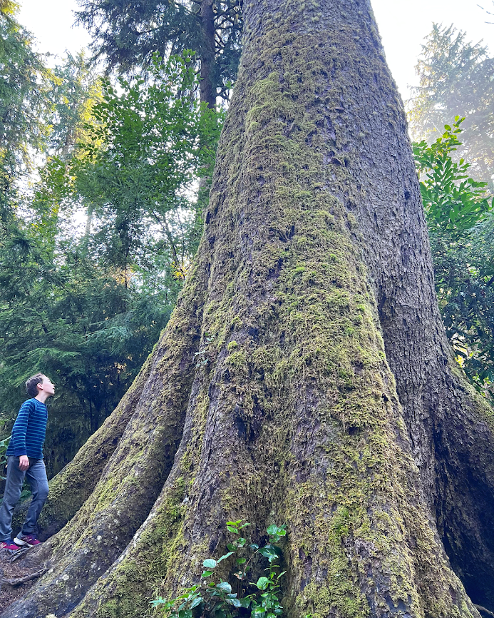 Hike to the 300-year old sitka spruce tree