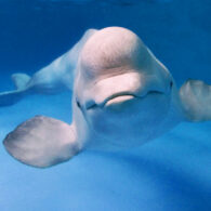 Just say no kids music