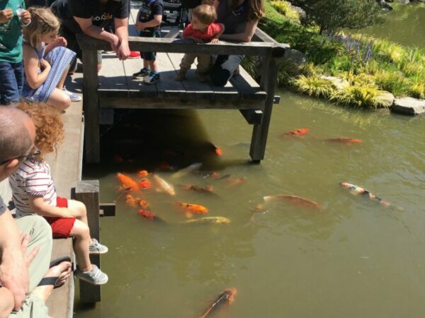 Family Saturday Koi