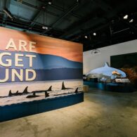 The opening of the We are Puget sound exhibit features orca fins peeking out of the water in the Puget Sound.
