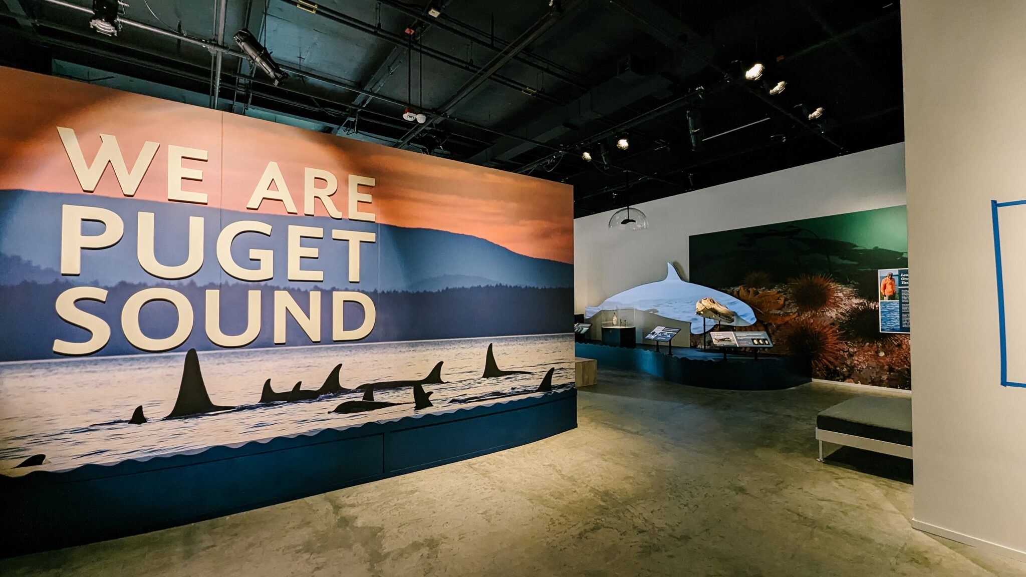 The opening of the We are Puget sound exhibit features orca fins peeking out of the water in the Puget Sound.