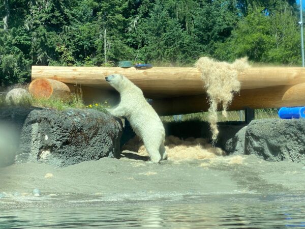 Astra, one of the twin polar bears stands in the sand.