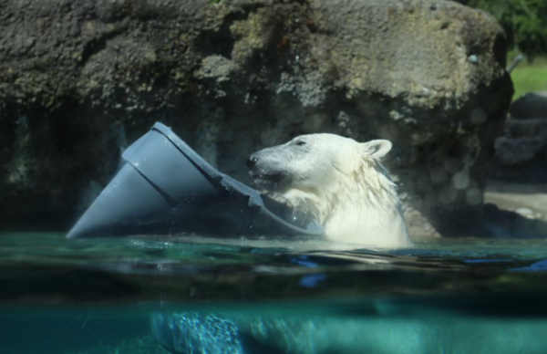 A polar bear swimming with a crushed trash can.