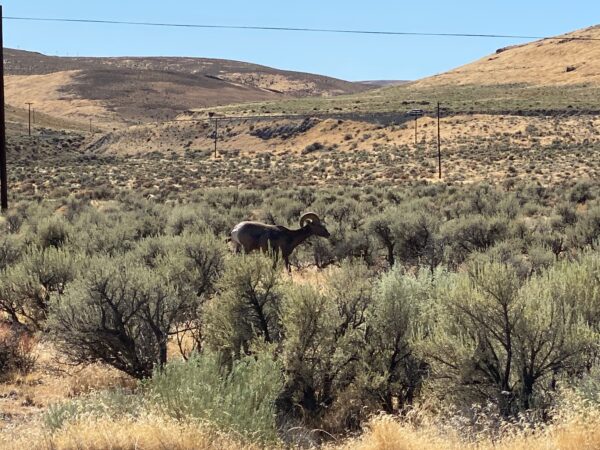 Shrub steppe ecosystem adorned with big-horned sheep. We saw herds of these animals grazing near the Ginkgo Petrified Forest.