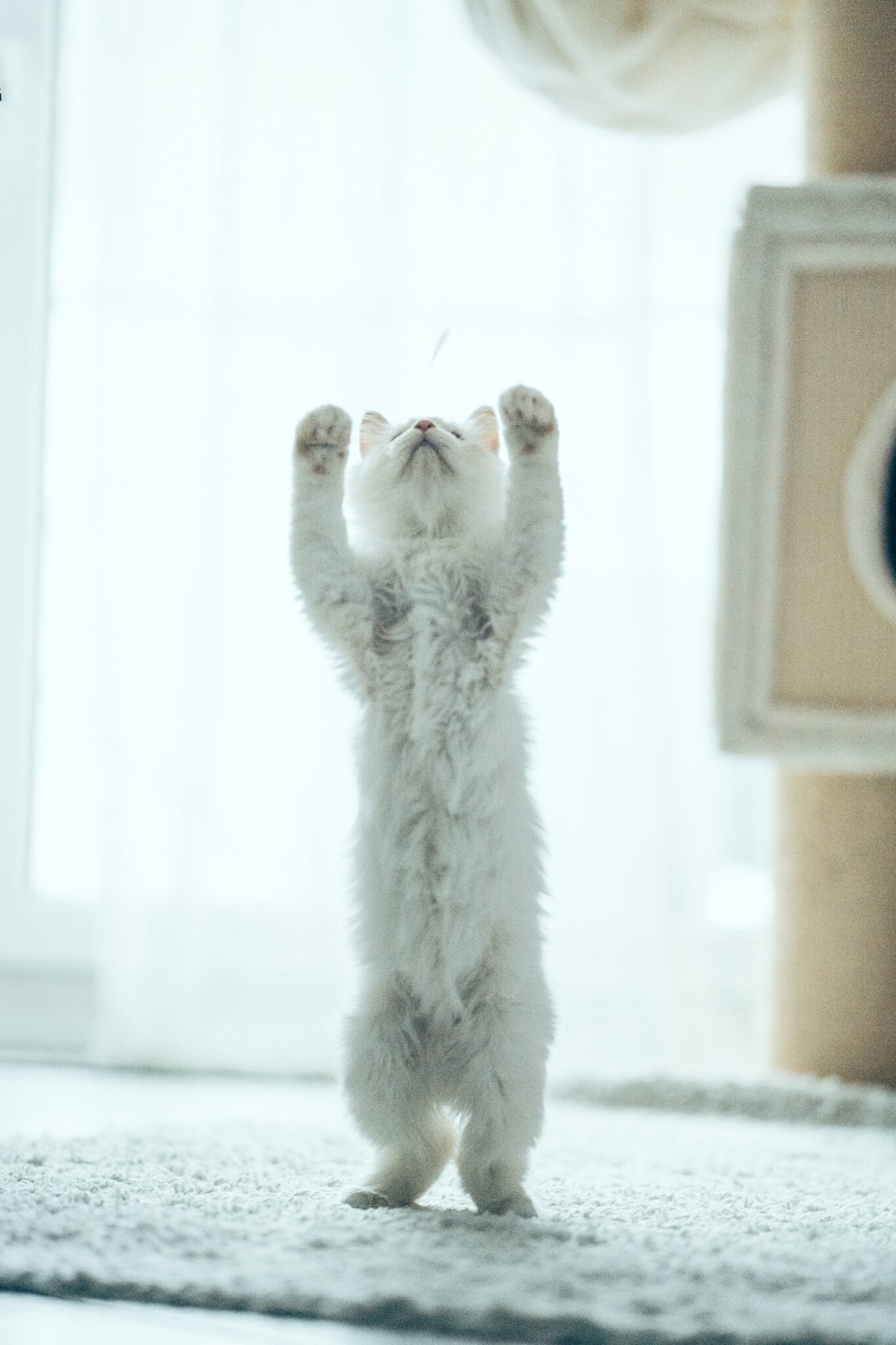 CatVideoFest and cat cafes