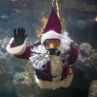 seattle aquarium diving santa