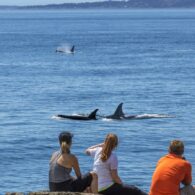first day hike lime kiln watching whales