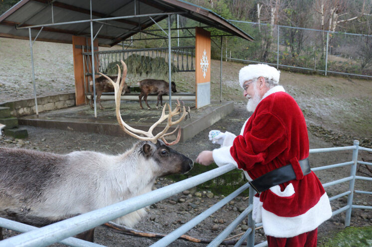 Reindeer Festival at Cougar Mountain Zoo