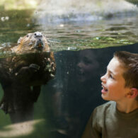 kids n critters northwest trek