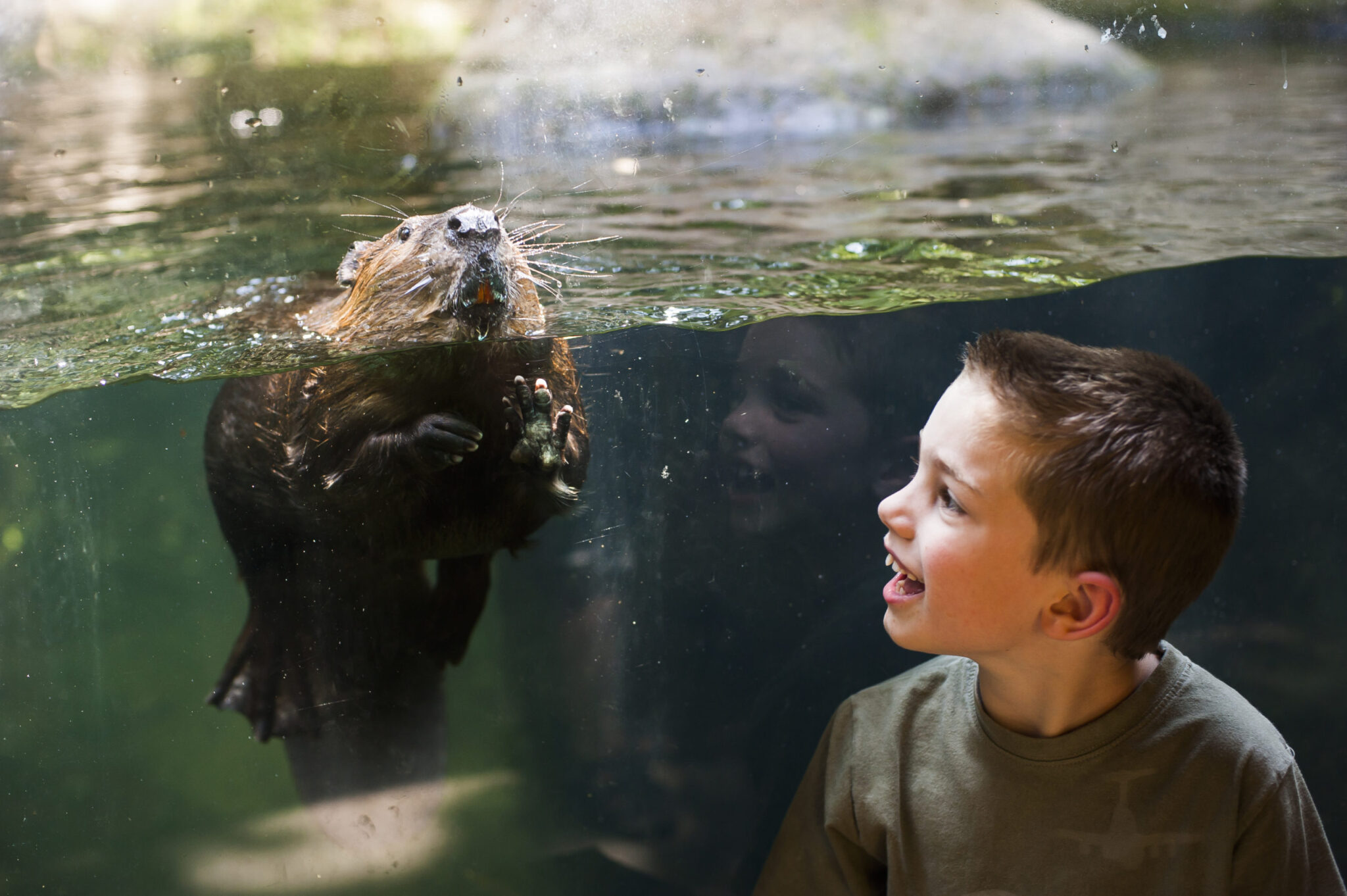 kids n critters northwest trek