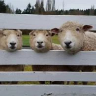 farm story time