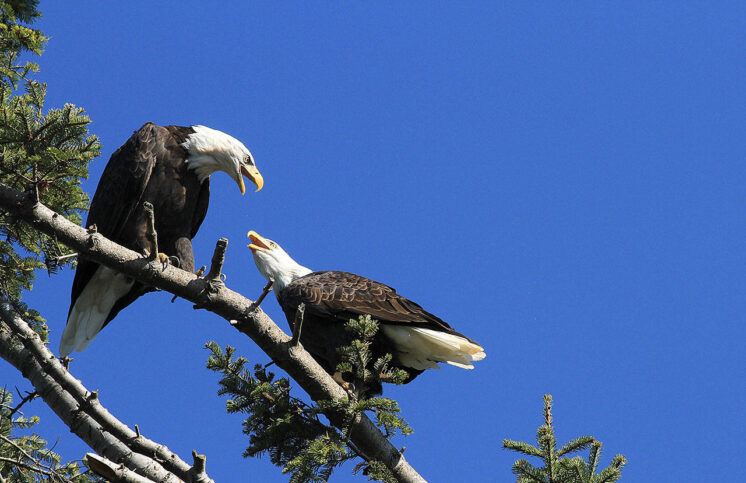 Skagit River Bald Eagle Interpretive Center