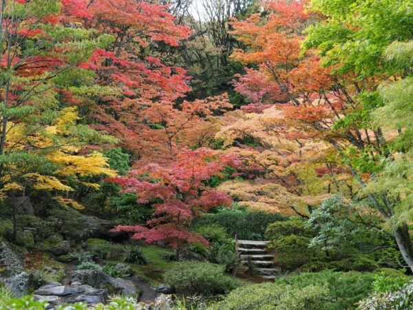 Scenic view of the Seattle Japanese Garden with trees, pond, and stone path