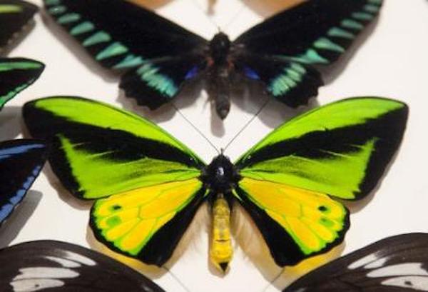 Online learning at Burke Musem