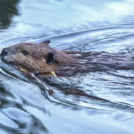 Beavers