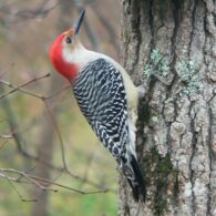 bird count