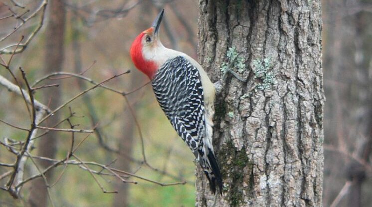 bird count