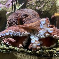 octopus seattel aquarium