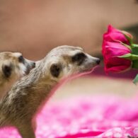 pdza love at the zoo