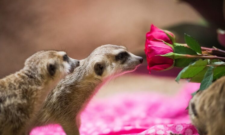 pdza love at the zoo