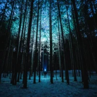 night-forest-trees-moonlight-