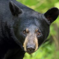 bear of bellevue