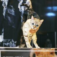 Cat+Judge