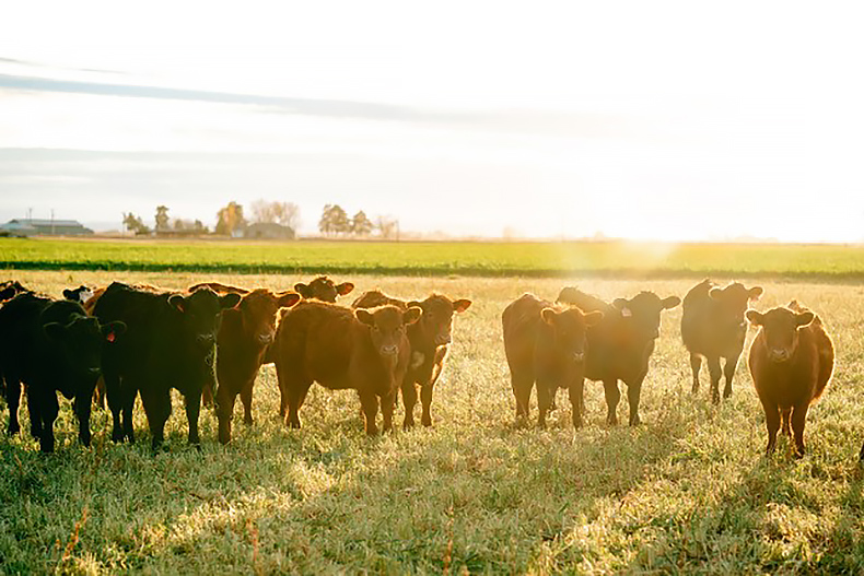 A herd of Derting beef cattle in a field at sunset