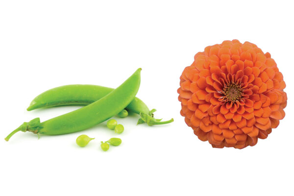 Stock photo of peas and zinnias