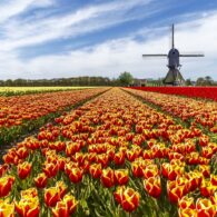 skagit valley tulip festival