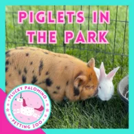 piglets in the park petting zoo