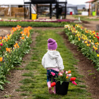 Tulip Valley Farms 2024