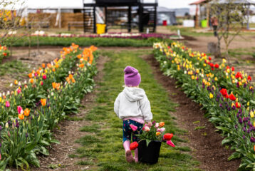 Tulip Valley Farms 2024