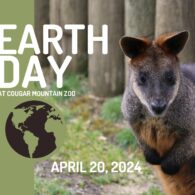 cougar mountain zoo