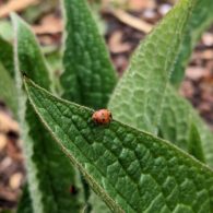 Ladybug festival