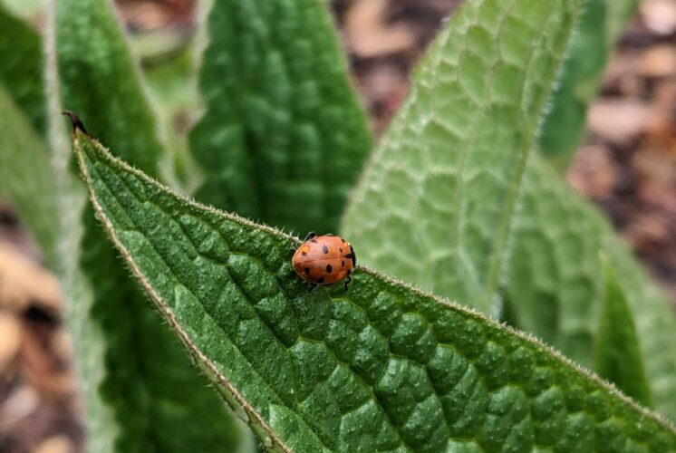 Ladybug festival