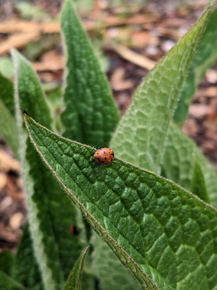 Ladybug festival